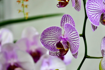 Colorful tropical & exotic orchids flower in indoor plants nursery. 