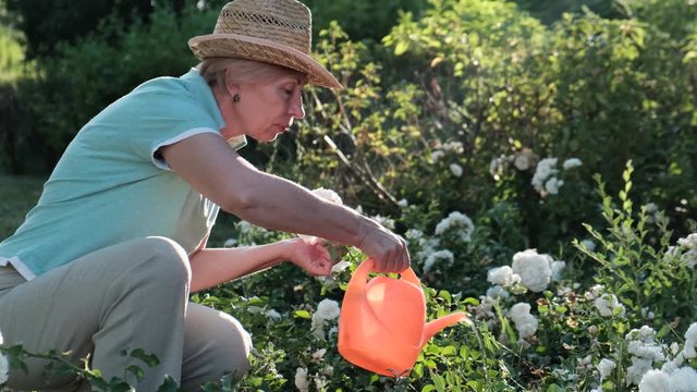 Elderly woman in a hat watering the flowers in the garden. Gardening and Floristics