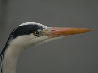 Heron up close close
