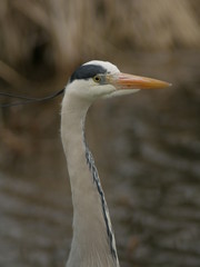 Heron profile
