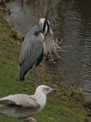 Heron and seagull 2