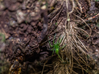 Little green spider in the forest