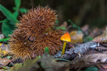 Chestnut and a little orange mushroom in the forest