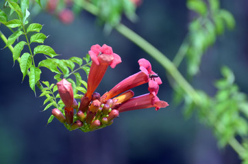Campsis Tecoma radicans flower also known as trumpet vine trumpet creeper cow itch or hummingbird...