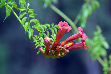 Campsis Tecoma radicans flower also known as trumpet vine trumpet creeper cow itch or hummingbird...