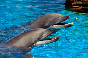 Naklejka premium Two dolphin