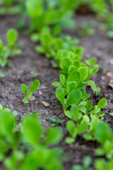 Baby lettuces growing in a garden