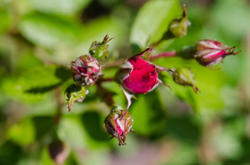 beautiful red rosebuds in the summer garden