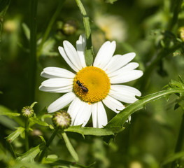 Fototapeta premium A Carpenter Ant on a Wild Daisy 