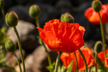 A Red Poppy