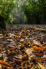 The mushrooms in the autumn's forest