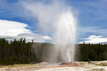 Pink Cone geyser at euruption, Lower Basin, Yellowstone National Park, USA