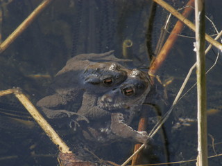 Two toads