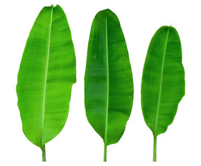 Banana leaf three banana leaves completely separated from the white background