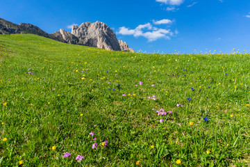 Beautiful flowers on the background of the Seceda. Odle Mountain range in Dolomites, Italy.