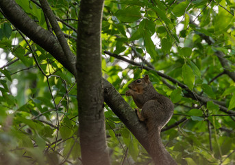 squirrel in a tree