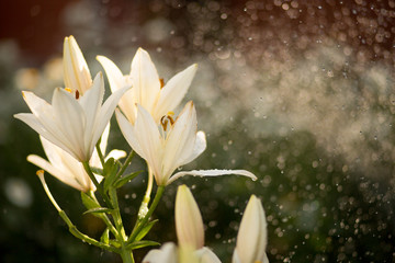 flowers in the rain drenched in the sun and in drops of water