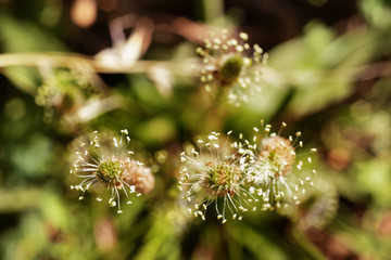 Flowers of ribwort plantain