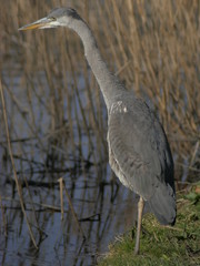 young heron