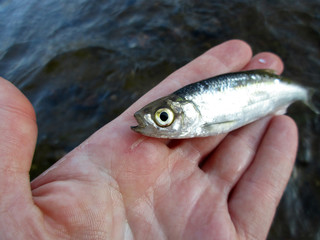 Bleak, caught from the city river