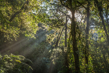 Sunrays breaking through the trees in the jungle