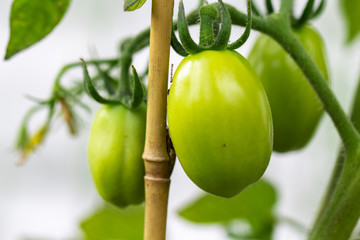 Tomatoes growing in a garden
