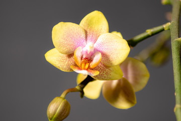 Fototapeta na wymiar Orchideenblüten 