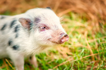 A closeup of a Juliana pig.