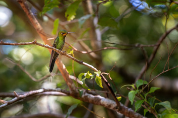 Bright green hummingbird perched on a tree limb