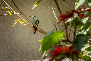 Aqua hummingbird with yellow neck perched on a branch