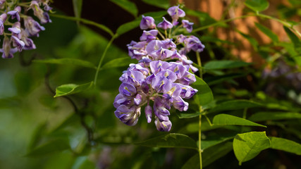 A Wisteria in Bloom