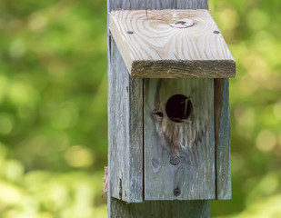wooden bird house with green background