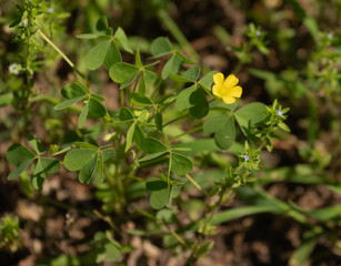 Fototapeta premium yellow flower in the garden