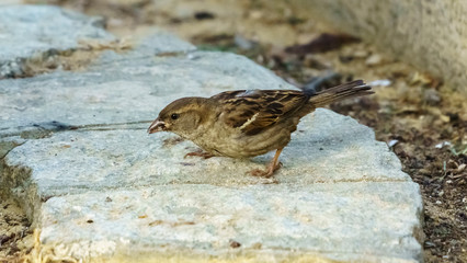 Female House Sparrow Eating