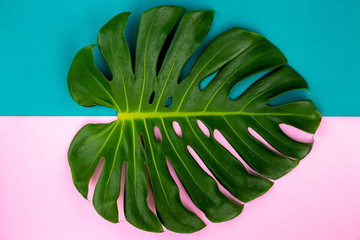 Naklejka na ściany i meble Close Up Top View Texture Philodendron Split Green Leaf Monstera deliciosa Foliage . Tropical Rainforest Plant on Minimal Pastel Green and Pink Colour Background .