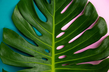 Close Up Macro Top View Texture Philodendron Split Green Leaf Monstera deliciosa Foliage . Tropical Plant on Green and Pink Paper , Minimal Background .