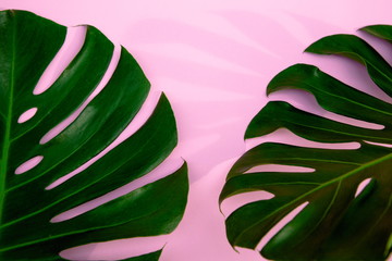 Close Up Top View Texture of Real Philodendron Split Green Leaf Monstera deliciosa Foliage ....