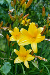 Fototapeta na wymiar Great yellow lily flowers on green background