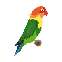 Vector Fischer's Lovebird