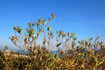 Oleander nerium plant in the meadow in Dalmatia, Croatia. Selective focus.