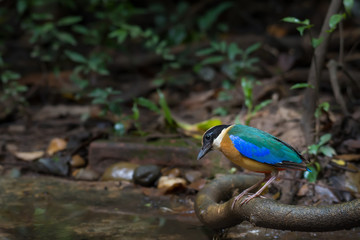 Blue-winged Pitta standing on a timber.