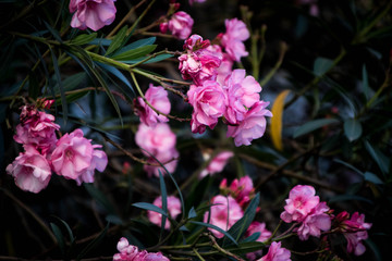 Tree Flowers