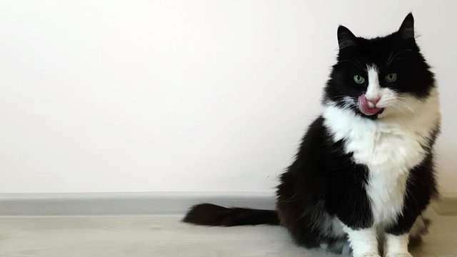 Luxurious fluffy black and white domestic cat sitting on the floor in a snow-white room. Licking and looking around. A place for a label, text or inscription