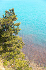 Fir tree branches in the foreground against the background of the blue sea.