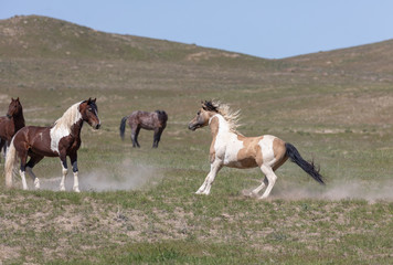 Fototapeta na wymiar Beautiful Wild Horses In Spring in Utah