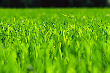 Fototapeta premium Green new wheat in agricultural field.
