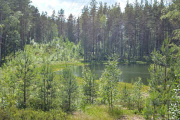 Small lake hid among the trees