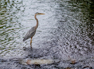 great blue heron in rippling water 