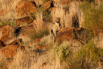 cheetah in the last light in Tiger Canyons Game Reserve in South Africa