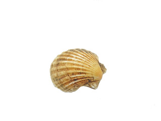 sea shell on white background